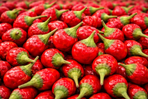 Bright Red Mundu Chilies Close Up 300x200