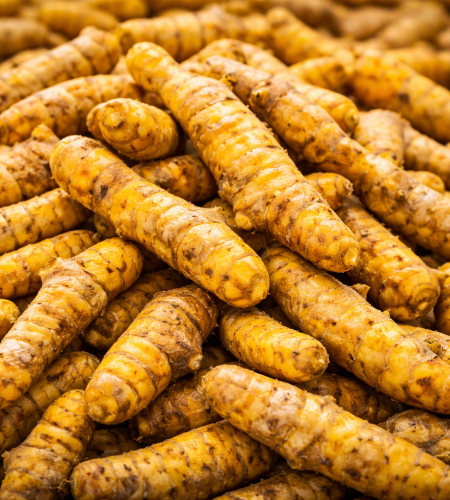 golden turmeric rhizomes in focus