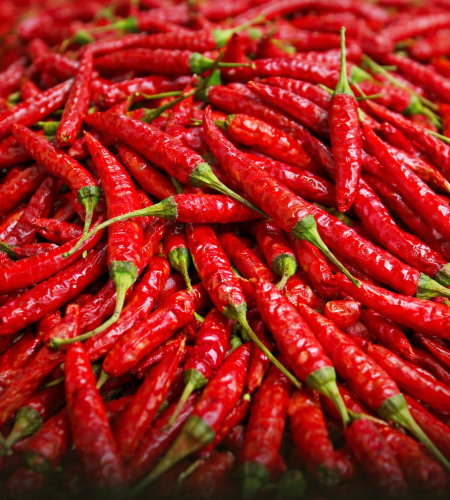 vibrant teja chilies in focus